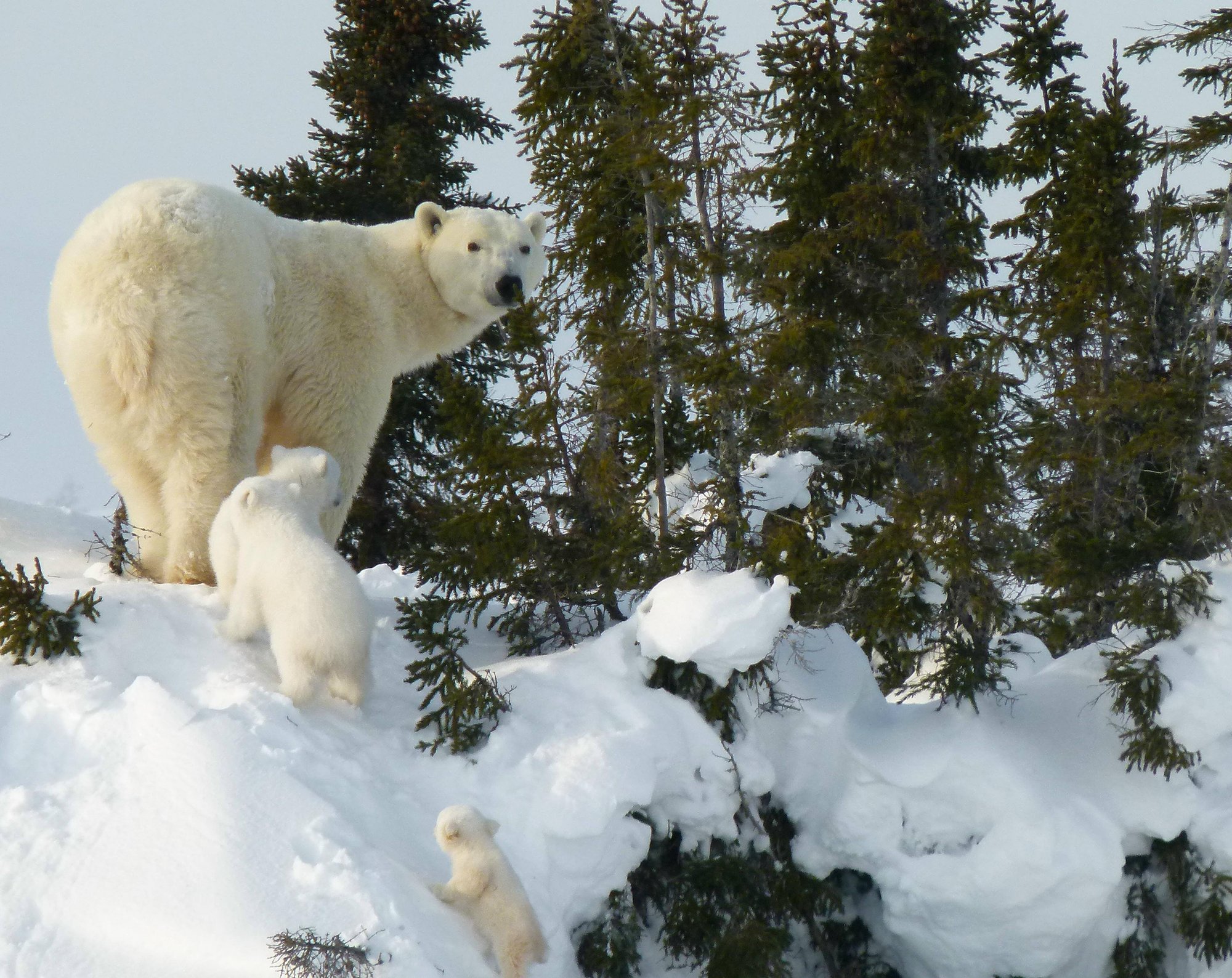 Royaume arctique LYNETTE REID_Polar_bear_cubs_Canada 2011 610